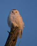 Snowy Owl Sunrise