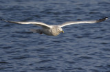 Gull in Flight