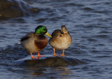 The Happy Mallard Couple