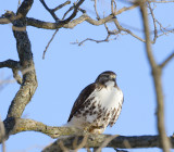 Redtail Hawk