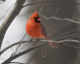 Northern Cardinal