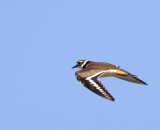 Killdeer