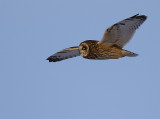 se-owl-flight2.jpg