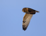 se-owl-flight3.jpg
