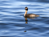 Male Horned Grebe