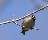 Golden-crowned Kinglet