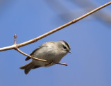 Golden-crowned Kinglet