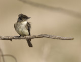 Eastern Phoebe 4