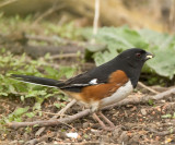 Eastern Towhee