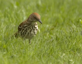 Brown Thrasher