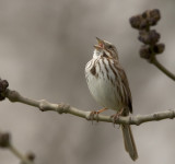 Song Sparrow singing