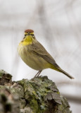 Palm Warbler 2