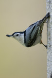 Nuthatch with lunch