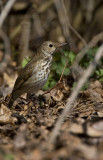 Hermit Thrush