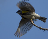 Yellow-rumped flying