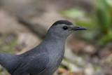 Catbird