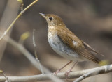 Hermit Thrush