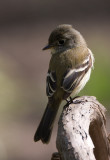 Least Flycatcher