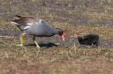 Moorhen with chick