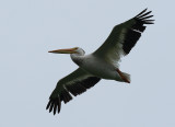 American White Pelican