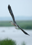 Great Blue Heron