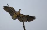 Black-crowned Night Heron