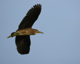 Black-crowned Night Heron Juvenile