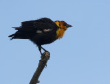 Yellow-headed Blackbird