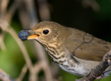 Swainsons Thrush