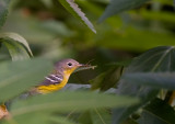 Magnolia Warbler