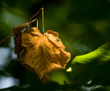 Maplelis Leafitis - Cant resist good light