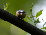 Red-breasted Nuthatch