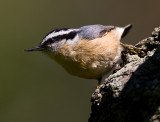 Red-breasted Nuthatch3.jpg