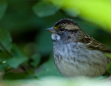 White-throated Sparrow.jpg