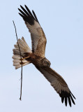 Bruine Kiekendief 9