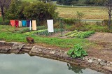 Vegetable garden and laundry