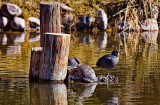 Turtles and friend