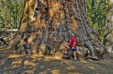 Huge sequoia