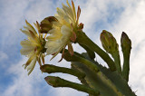 Cactus flowers