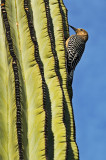 Gila woodpecker