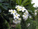 Leelawadee Flower