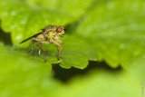 Fliege im Grünen