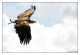 Steinadler im Flug