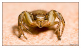 Krabbenspinne, der Augenblick