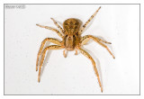 Krabbenspinne, von Oben
