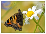 Schmetterling beim Zwischensnack