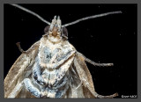 Moth from outerspace 1