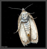 Moth from outerspace 2