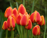 Peach tulips