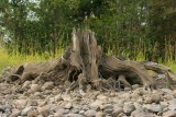 Dry Stump